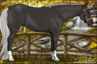 Horse Color:Liver Chestnut Mushroom 