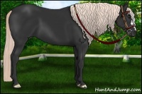 Horse Color:Liver Chestnut Mushroom 