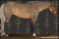Horse Color:Silver Buckskin Roan Dun 