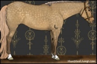 Horse Color:Chocolate Palomino Dun 