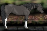 Horse Color:Black 