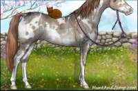 Horse Color:White Spotted Liver Red Dun Ice Sabino Rabicano Brindle