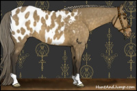 Horse Color:Chocolate Palomino Dun Appaloosa