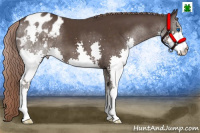 Horse Color:Liver Chestnut Splash Appaloosa 
