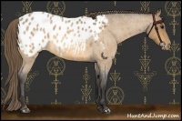 Horse Color:Buckskin Roan Appaloosa Rabicano