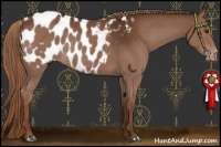 Horse Color:Liver Chestnut Appaloosa Rabicano