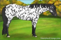Horse Color:Blue Roan Near Leopard 