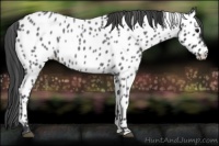 Horse Color:Blue Roan Near Leopard 