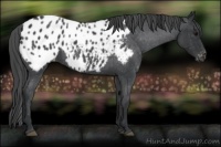 Horse Color:Blue Roan Appaloosa 