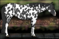 Horse Color:Blue Roan Appaloosa 