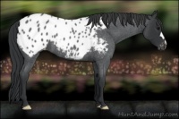 Horse Color:Blue Roan Blanket