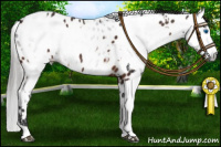 Horse Color:Bay Sabino Splash Near Leopard  and Gray Bay Sabino Splash Near Leopard 