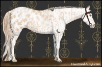Horse Color:Gold Champagne Pearl Appaloosa Rabicano and Gold Champagne Pearl Appaloosa Rabicano