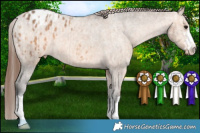 Horse Color:Bay Dun Appaloosa  and Bay Dun Appaloosa 