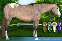Horse Color:Bay Dun Appaloosa  and Bay Dun Appaloosa 