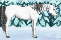 Horse Color:White Spotted Black Near Fewspot 