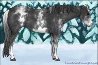 Horse Color:White Spotted Black 
