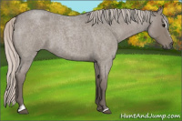 Horse Color:Silver Blue Roan Sabino 