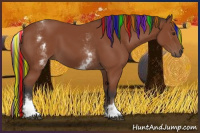 Horse Color:Painted White Spotted Bay Sabino Rabicano 