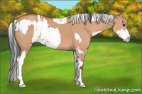 Horse Color:Bay Sabino Appaloosa  and Silver Bay Dun 