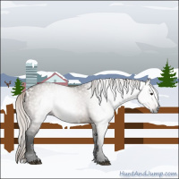 Horse Color:Gray White Spotted Silver Brown Dun Rabicano 