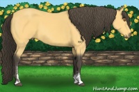 Horse Color:Buckskin Sabino 