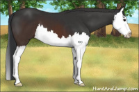 Horse Color:Brown Splash 