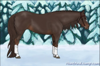 Horse Color:Liver Chestnut 