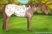 Horse Color:Red Roan Appaloosa 