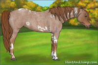 Horse Color:Red Roan Tobiano 