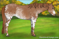 Horse Color:White Spotted Chestnut