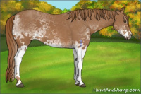 Horse Color:White Spotted Chestnut 