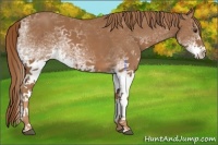 Horse Color:White Spotted Chestnut 