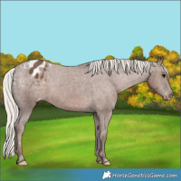 Horse Color:Silver Black Appaloosa 