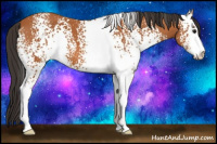 Horse Color:White Spotted Bay Sabino Appaloosa