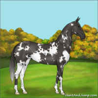 Horse Color:White Spotted Smoky Black