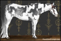 Horse Color:White Spotted Blue Roan Rabicano  and White Spotted Blue Roan Splash Rabicano 