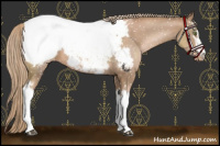 Horse Color:White Spotted Liver Chestnut Pearl Sabino Appaloosa Rabicano