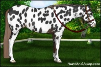 Horse Color:Liver Chestnut Sabino Near Leopard 