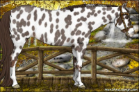 Horse Color:Liver Red Roan Appaloosa 