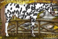 Horse Color:Liver Chestnut Appaloosa