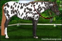 Horse Color:Liver Chestnut Near Leopard 