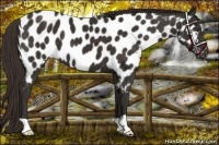 Horse Color:Liver Chestnut Near Leopard 