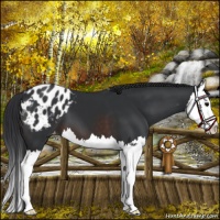 Horse Color:Brown Splash Appaloosa