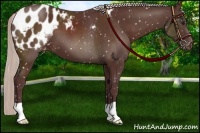 Horse Color:Chocolate Silver Brown Appaloosa 