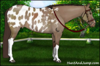 Horse Color:Liver Red Dun Appaloosa