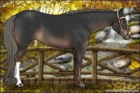 Horse Color:Liver Chestnut Mushroom 