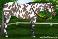 Horse Color:Brown Dun Leopard 