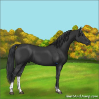 Horse Color:Black Sabino Tobiano Rabicano 