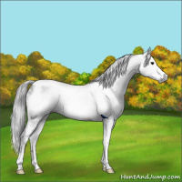 Horse Color:Gray Bay Splash Tobiano Frame Rabicano 